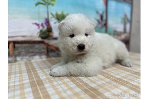 成約済の千葉県のサモエド-351614の3枚目