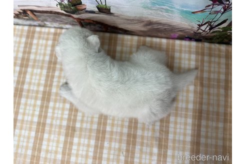 成約済の千葉県のサモエド-351614の2枚目