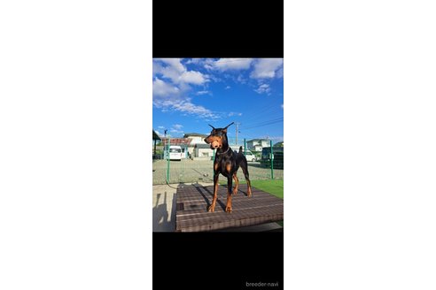 ミーナちゃん1枚目
