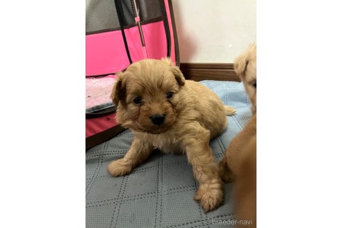 成約済の滋賀県のポメプー:ポメラニアン×トイプードル-347631の18枚目