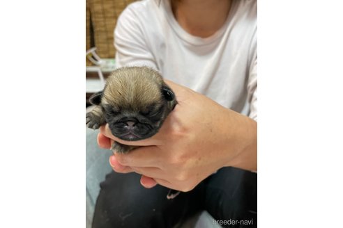 成約済の福岡県のパグ-351635の3枚目