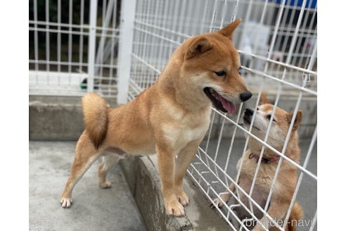 成約済の福岡県の豆柴-351638の2枚目