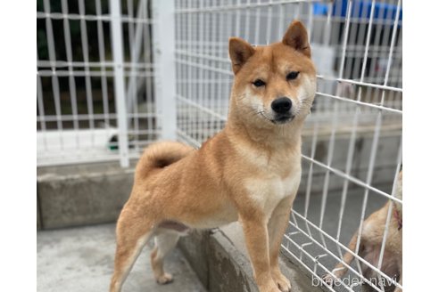 成約済の福岡県の豆柴-351638