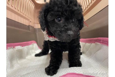 成約済の愛媛県のタイニープードル-351662の4枚目