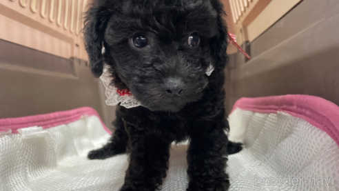 成約済の愛媛県のタイニープードル-351662の3枚目