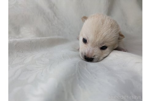 成約済の愛知県の豆柴-348722の8枚目