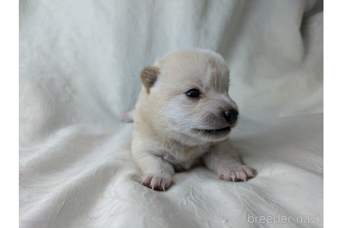 成約済の愛知県の豆柴-348722の5枚目