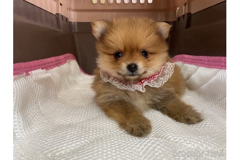 成約済の愛媛県のポメラニアン-351678の5枚目