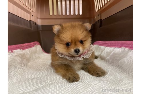 成約済の愛媛県のポメラニアン-351678の6枚目