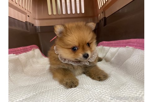 成約済の愛媛県のポメラニアン-351678の3枚目