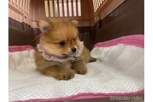 成約済の愛媛県のポメラニアン-351678の4枚目