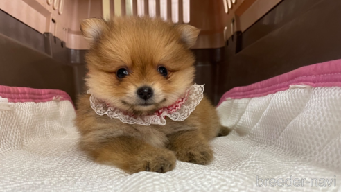 成約済の愛媛県のポメラニアン-351678の2枚目