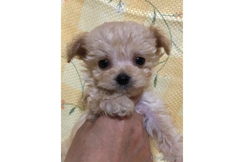 成約済の兵庫県のチワプー:チワワ×トイプードル-351560の10枚目