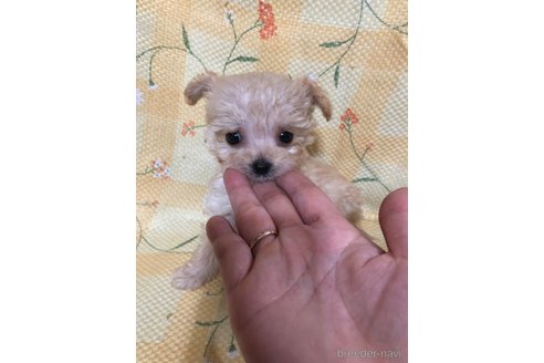 成約済の兵庫県のチワプー:チワワ×トイプードル-351560の9枚目