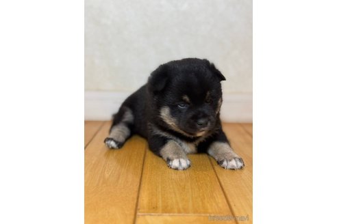 成約済の千葉県の柴犬-351687の2枚目