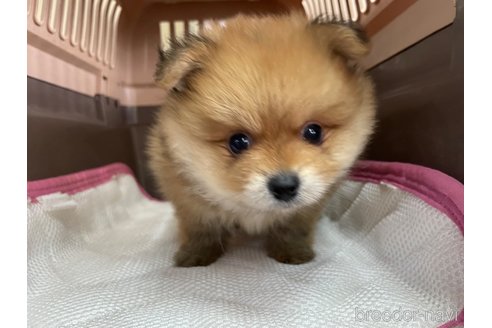 成約済の愛媛県のポメラニアン-351701の2枚目