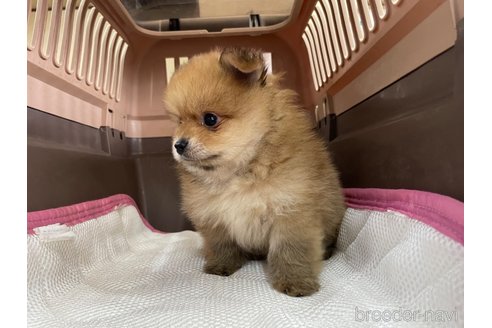 成約済の愛媛県のポメラニアン-351701の3枚目