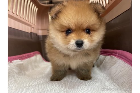 成約済の愛媛県のポメラニアン-351701の4枚目