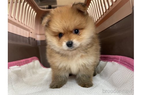 成約済の愛媛県のポメラニアン-351701の5枚目