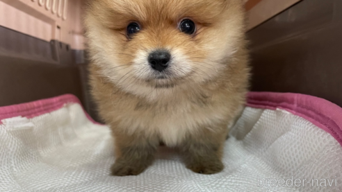 成約済の愛媛県のポメラニアン-351701の1枚目