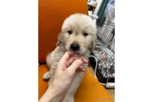 成約済の千葉県のゴールデンレトリーバー-349338の7枚目