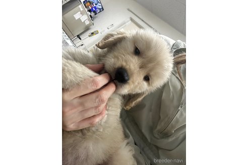 成約済の千葉県のゴールデンレトリーバー-349338の8枚目