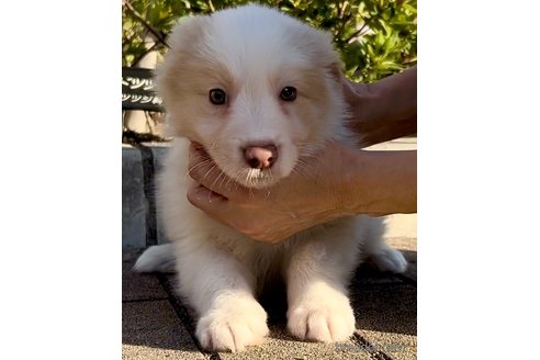 成約済の奈良県のボーダーコリー-349243の2枚目