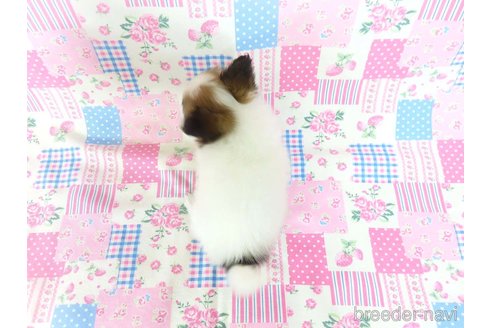 成約済の千葉県のパピヨン-348814の5枚目