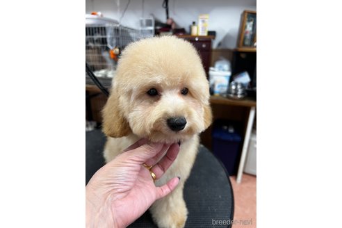 成約済の栃木県のトイプードル-336633の3枚目