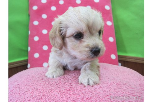 成約済の福岡県のミックス犬-347403の7枚目