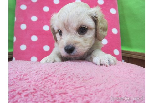 成約済の福岡県のミックス犬-347403の6枚目