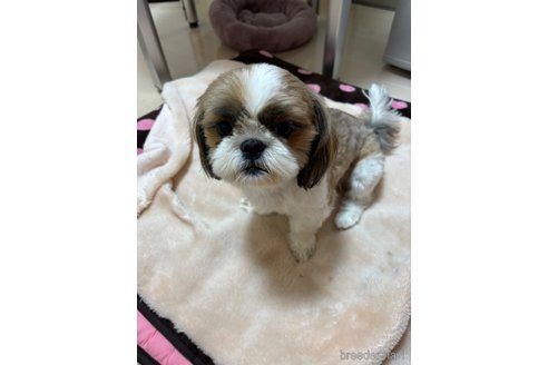 ニコちゃん1枚目