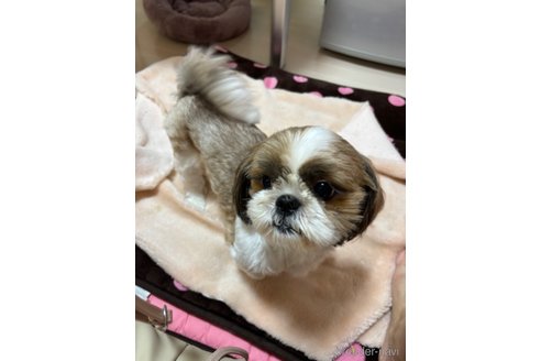 ニコちゃん1枚目