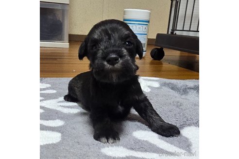 成約済の岡山県のミニチュアシュナウザー-351739の20枚目