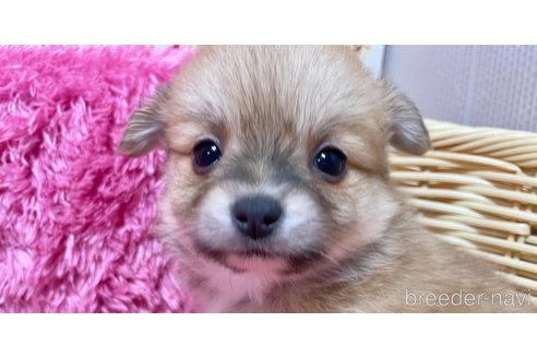 成約済の秋田県のポメチワ:ポメラニアン×チワワ-351743の1枚目