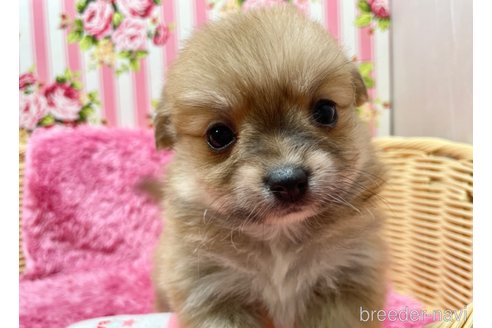 成約済の秋田県のポメチワ:ポメラニアン×チワワ-351743の2枚目