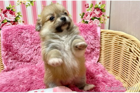 成約済の秋田県のポメチワ:ポメラニアン×チワワ-351743の4枚目