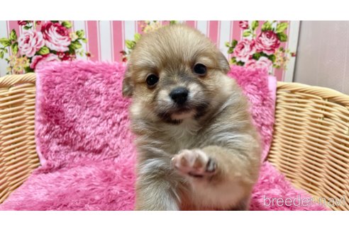 成約済の秋田県のポメチワ:ポメラニアン×チワワ-351743の5枚目