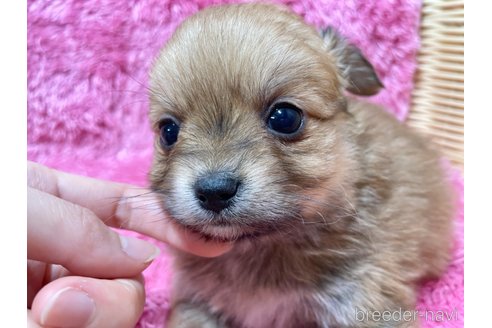 成約済の秋田県のポメチワ:ポメラニアン×チワワ-351742の10枚目