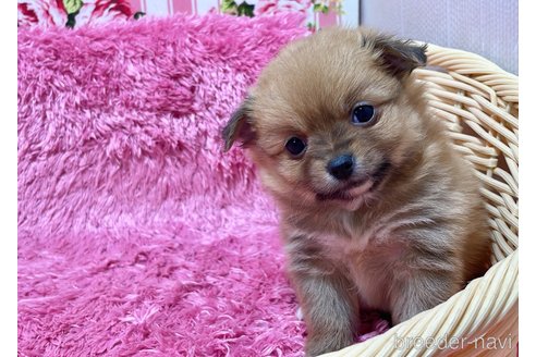 成約済の秋田県のポメチワ:ポメラニアン×チワワ-351741の6枚目