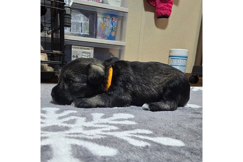 成約済の岡山県のミニチュアシュナウザー-351745の25枚目