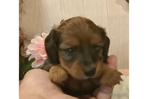 成約済の愛知県のカニンヘンダックスフンド(ロングヘアード)-351755の4枚目