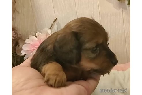 成約済の愛知県のカニンヘンダックスフンド(ロングヘアード)-351755の2枚目