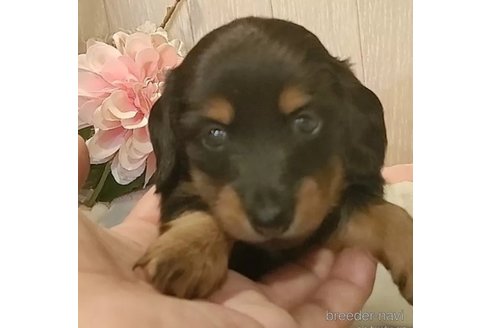 成約済の愛知県のカニンヘンダックスフンド(ロングヘアード)-351756の1枚目