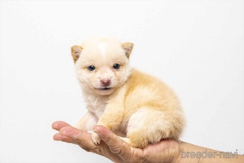 成約済の大分県の豆柴-351758の2枚目