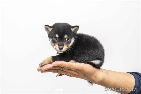 成約済の大分県の豆柴-351768の7枚目