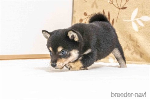 成約済の大分県の豆柴-351768の3枚目