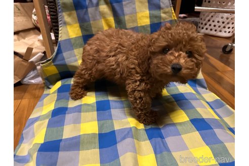 成約済の熊本県のトイプードル-350399の3枚目