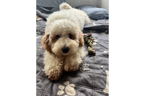 kona コナくん1枚目