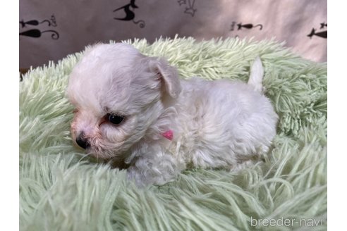 成約済の長野県のボロニーズ-347237の3枚目